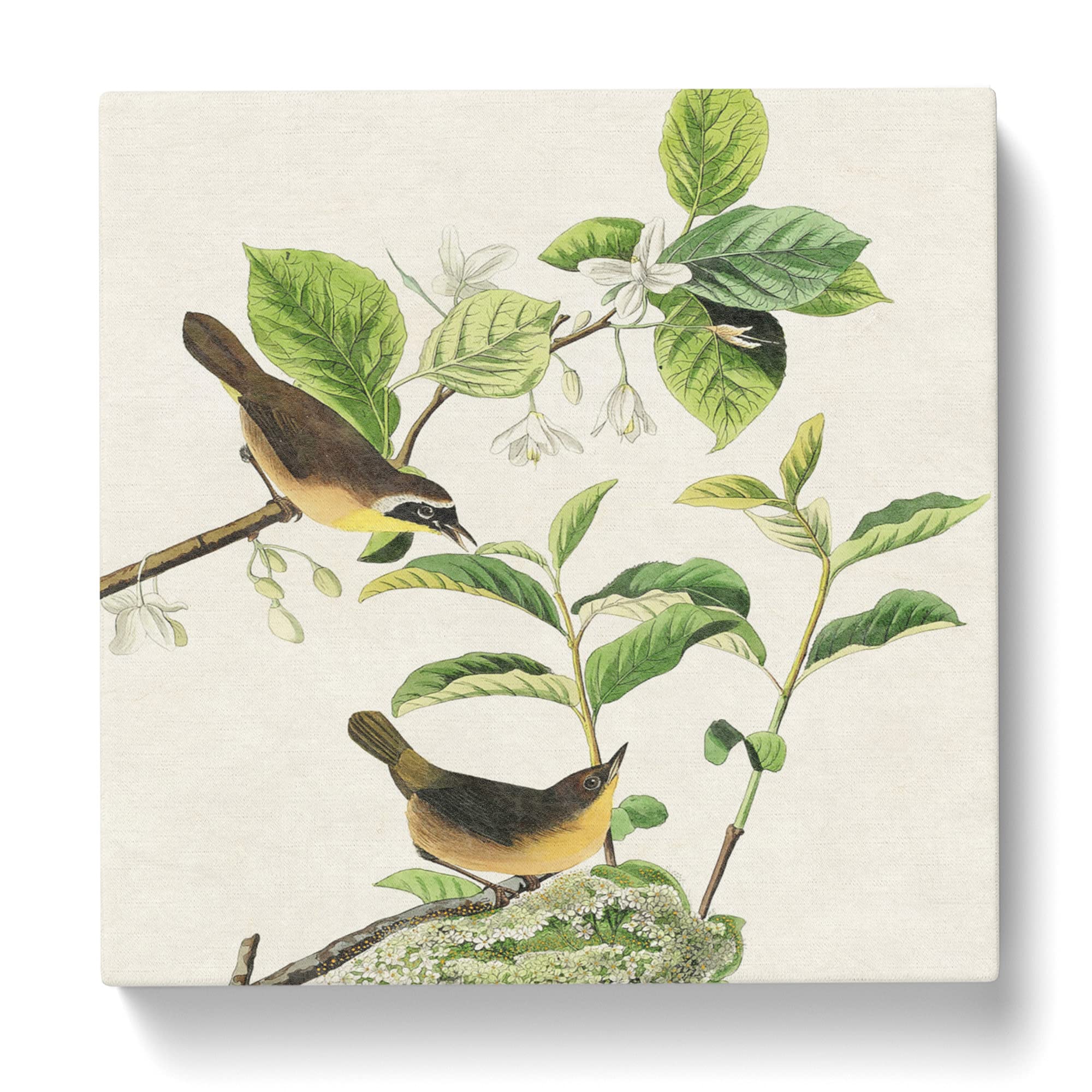 Yellow breasted Warbler Birds by John James Audubon Canvas Print, Mixed, 35L x 35W cm - Image 3