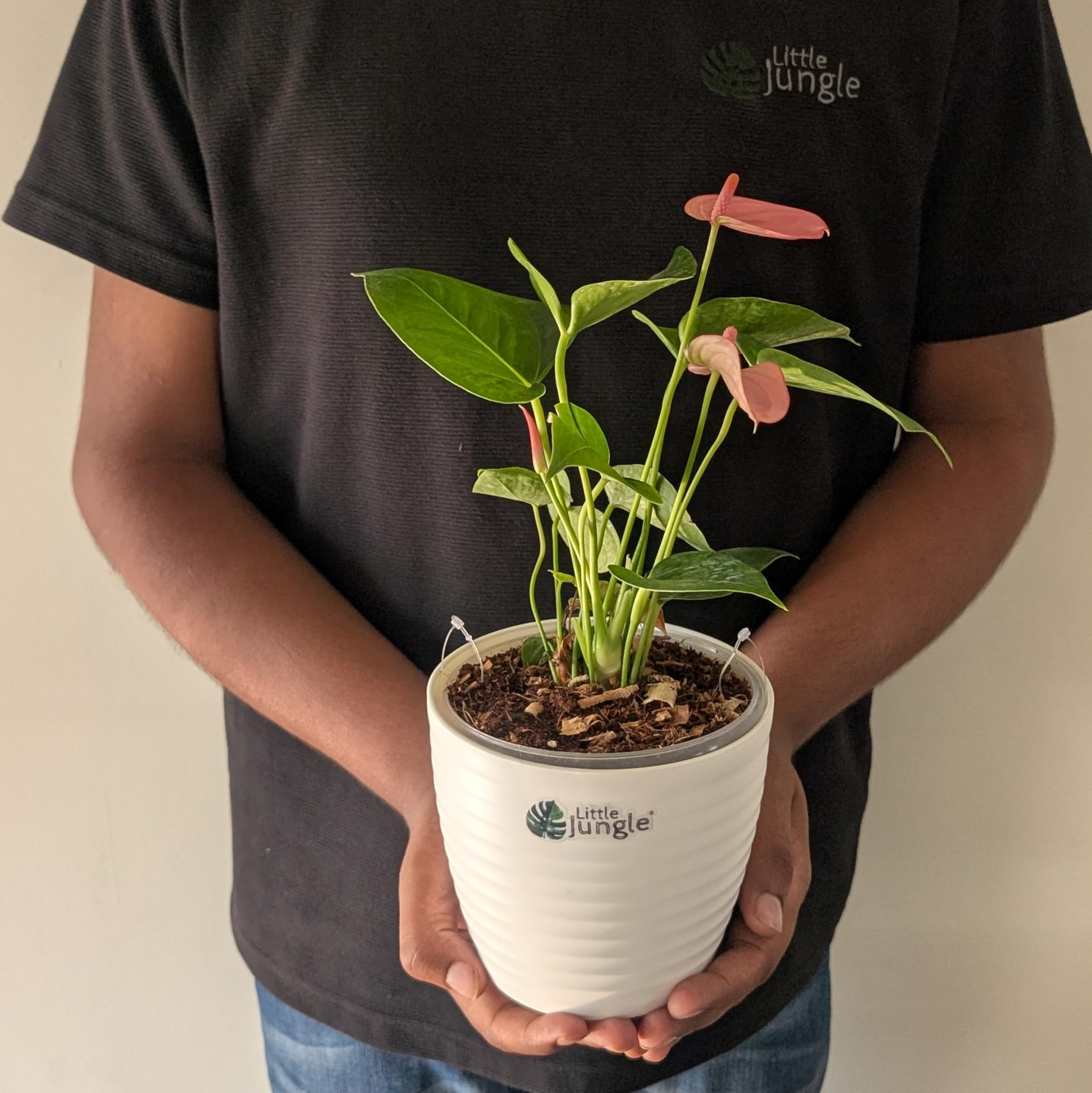 LittleJungle Anthurium Pink - Live Plant with 5.5 Inches White Decor Pot | Indoor Plants For Home | Office Desk | Live Plants Indoor | Air Purifying Plant | Live Plant With Pot For Home Decor |