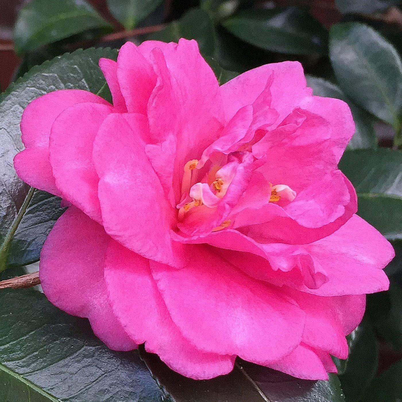 Dejestqoo Camellia Shishi Gashira Flowers Live Plant (B0BJBPMLBK) Amazon Price History, Amazon Price Tracker