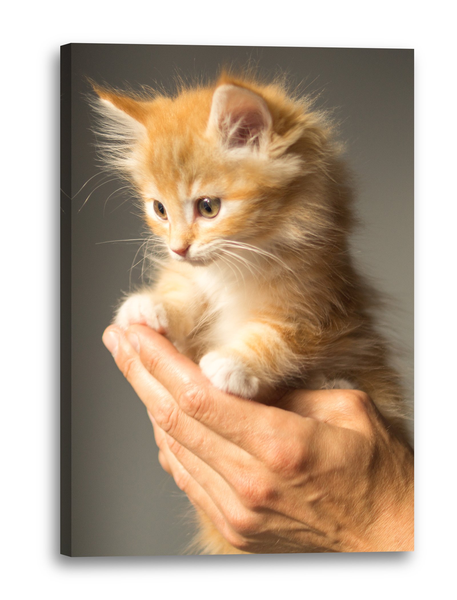 Tableau Toile Chaton – Illustration Avec Citations – Plusieurs Tailles – Art Déco