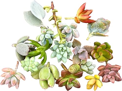 Miniatura 2 de 10 mini esquejes de suculentas vivas, no hay 2 suculentas iguales, ideales para terrarios, mini jardines y como plantas de inicio. Plantas