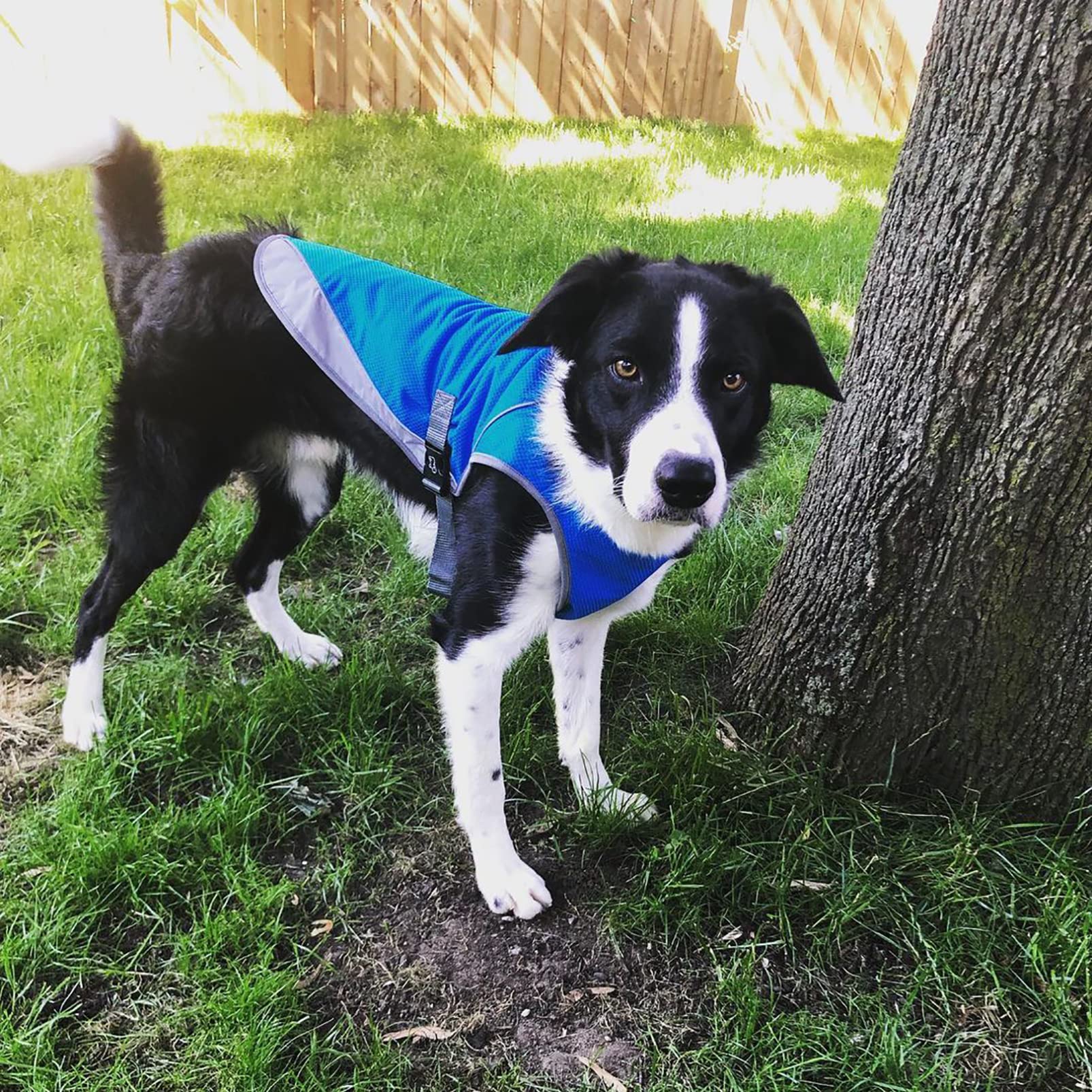 CUTTE Kühlweste für Hunde, Verstellbar mit Reflektierendem Streifen Haustierkleidung Angstlinderung Sonnenschutz Atmungsaktive Kühljacke für Hunde,Blue,XXL