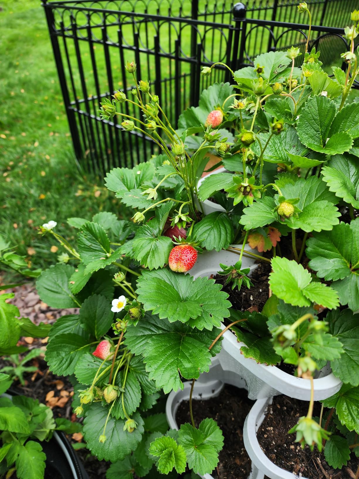 Mr. Stacky 5-tier with full strawberry plants