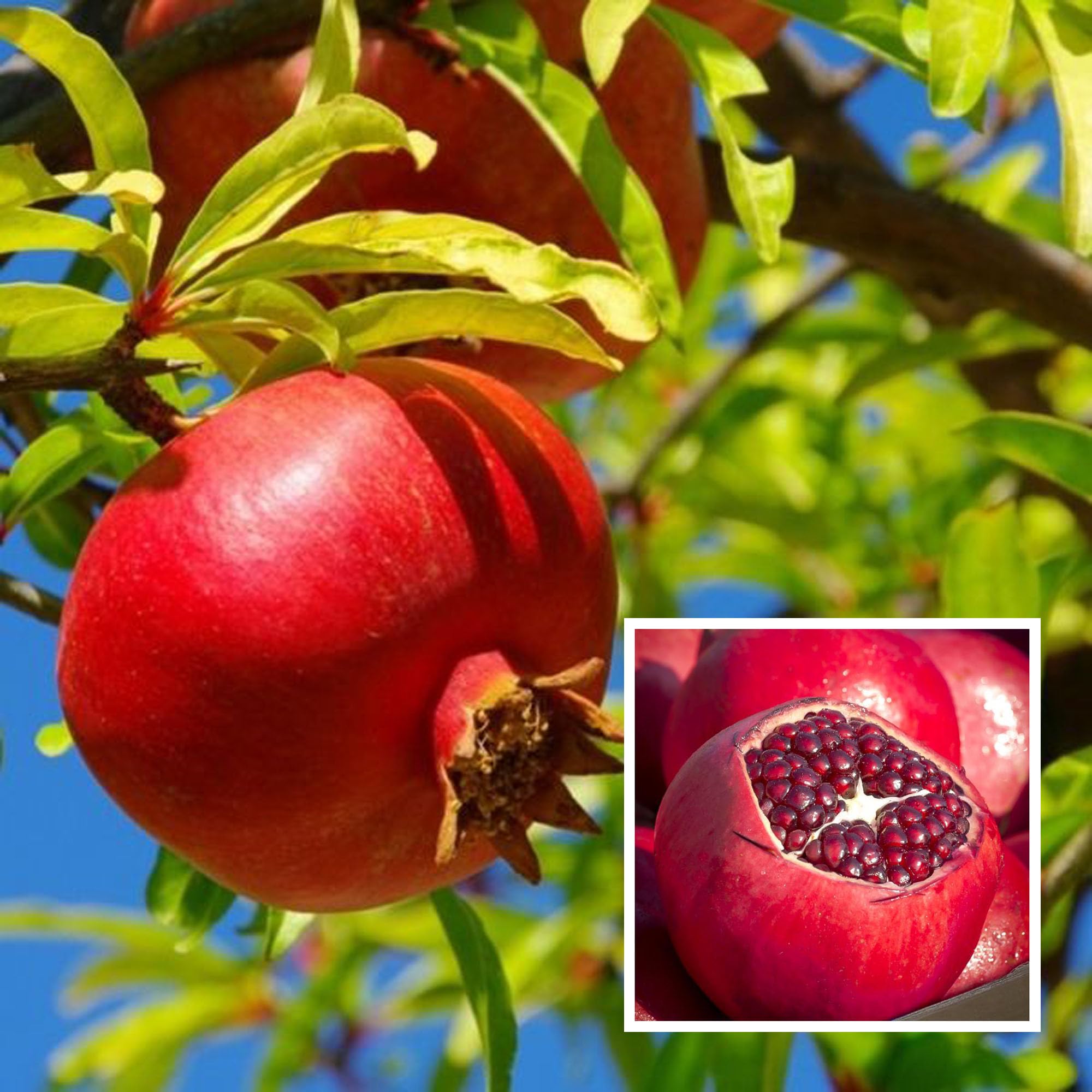 HAPING Ruby Hybrid Pomegranate Anar Layering/Grafted Fruit Live Plant (1.5-3 Feet Height) (B0CV7C67PN) Amazon Price History, Amazon Price Tracker