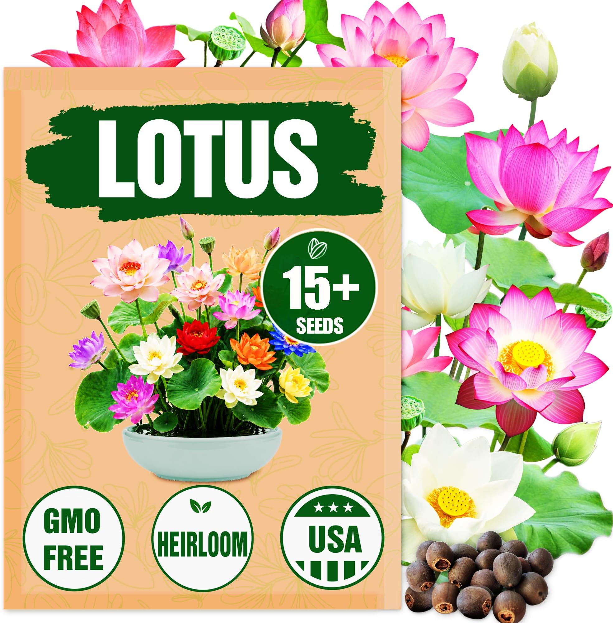 Rare Lotus Seeds for Planting – 15 Pre-Cut Bonsai Lotus Flower Seeds in Water – Non-GMO, Heirloom - Grow Stunning Lotus Flowers in Ponds & Gardens (Nelumbo Nucifera)