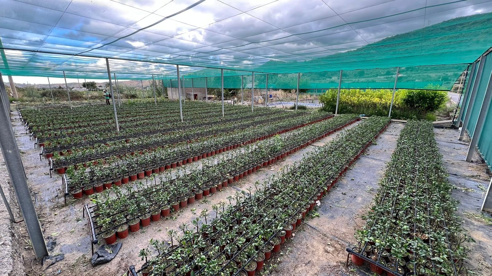 Calamondino in Vaso Ø15 cm – Agrume Ornamentale e Fruttifero – Prodotto in Sicilia dal Vivaio uJardinu – Pianta da Interno o Esterno, Sempreverde e Resistente