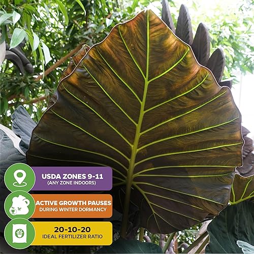 Miniatura 5 de Regal Shields - Planta tropical viva con orejas de elefante – Variedad de Alocasia – Plantas iniciales por Wellspring Gardens – Exuberantes plantas