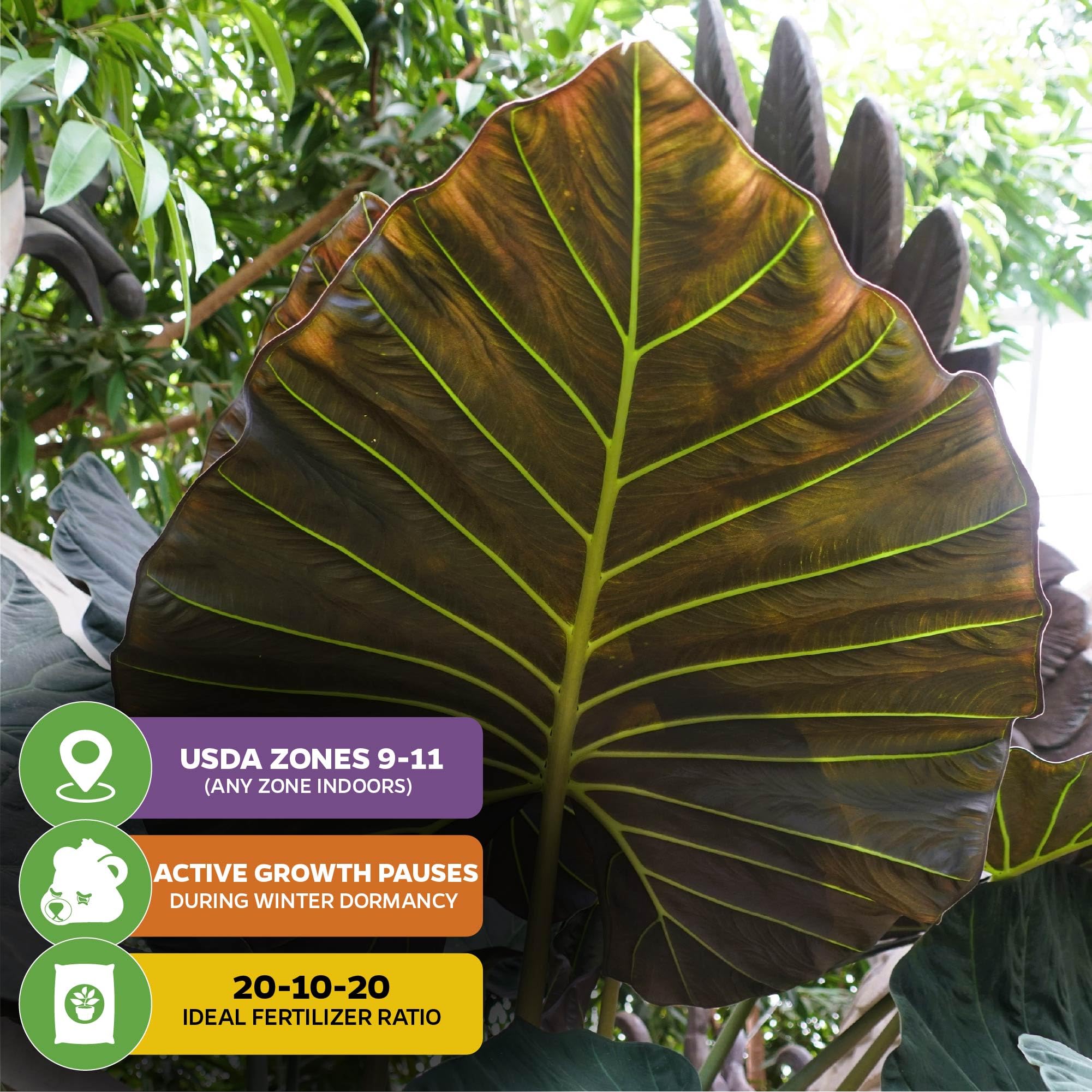 prayer plant indoor Calathea Pink Stripes Ornata Prayer Plants