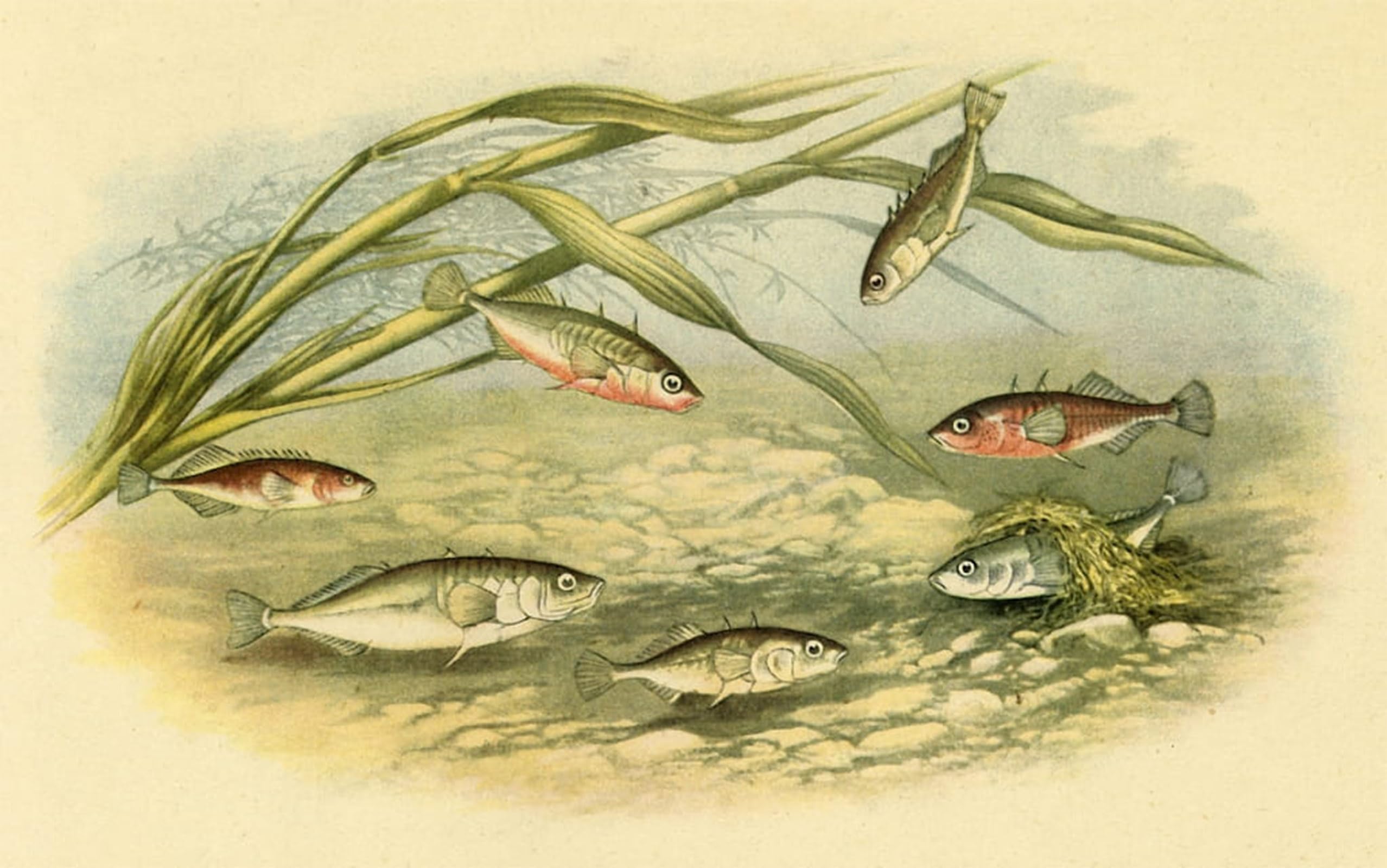SERENDIPITP Aesthetic Poster Photo Wall Print Retro Picture Sticklebacks by Alexander Lydon Modern Wall Artwork for Home Decor 60x90cm