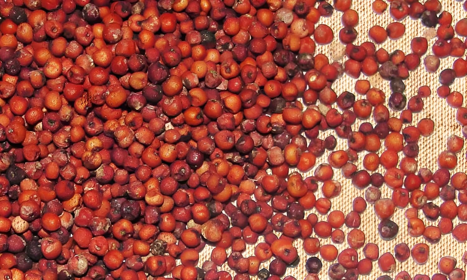 Mizna Ragi (Finger Millet) 1kg Rich in Calcium & Iron GlutenFree