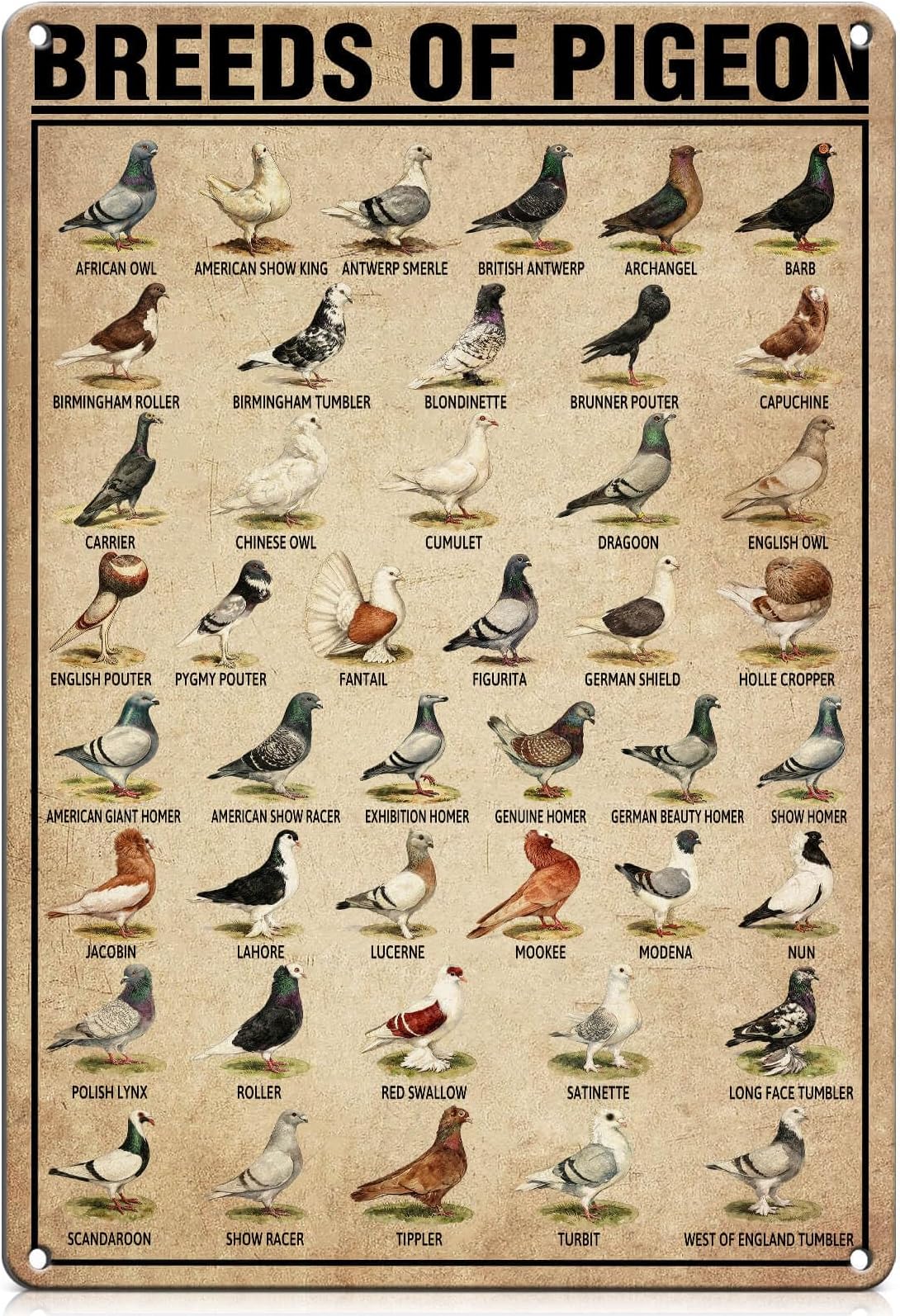 PAIION Breeds of Pigeon Metal Signs Pigeon Education Encyclopedia Knowledge Posters Wall Decor Farm Decor Home Decor Vintage Printinges 8x12 Inch