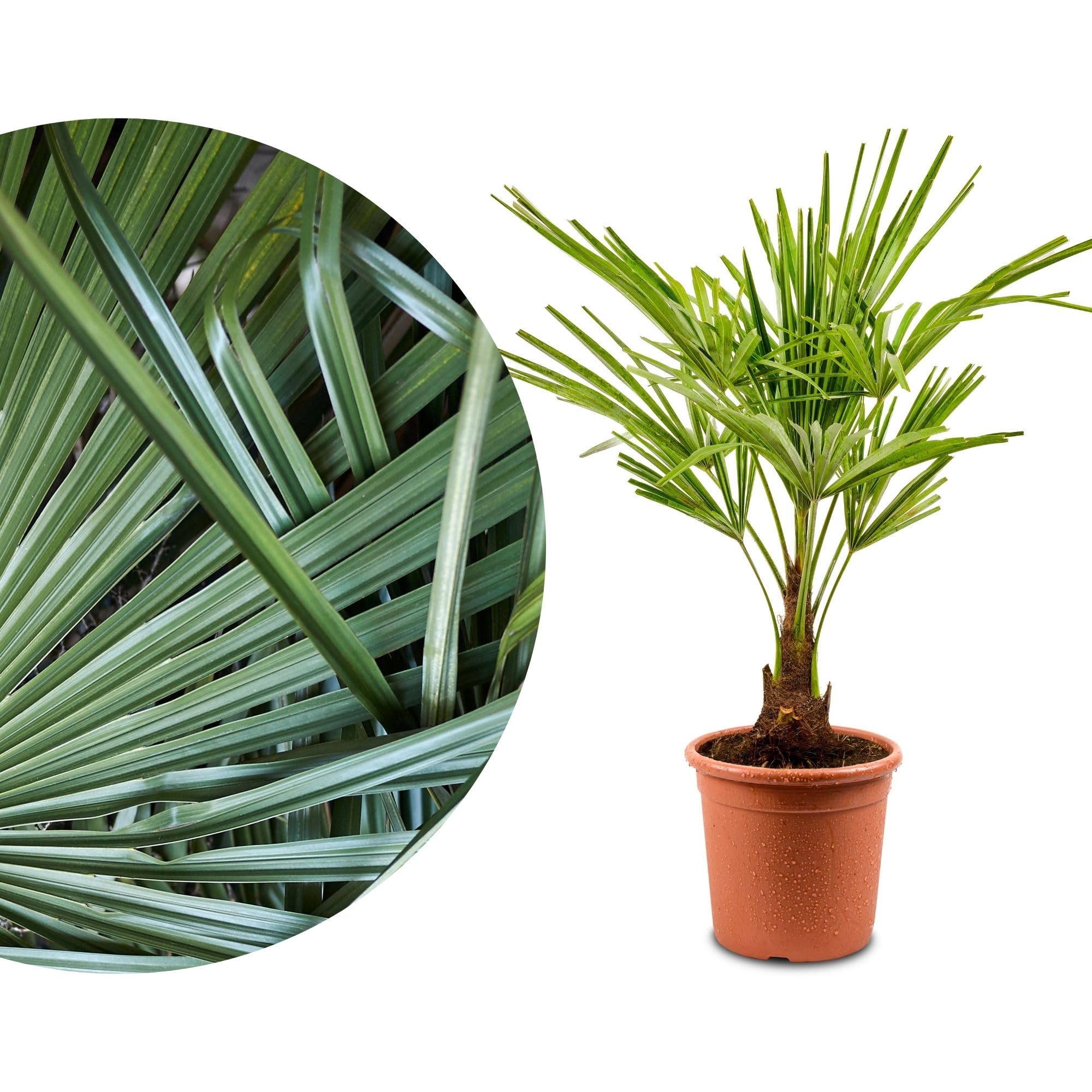 Meine Orangerie Hanfpalme Trachycarpus - Winterfeste Palme