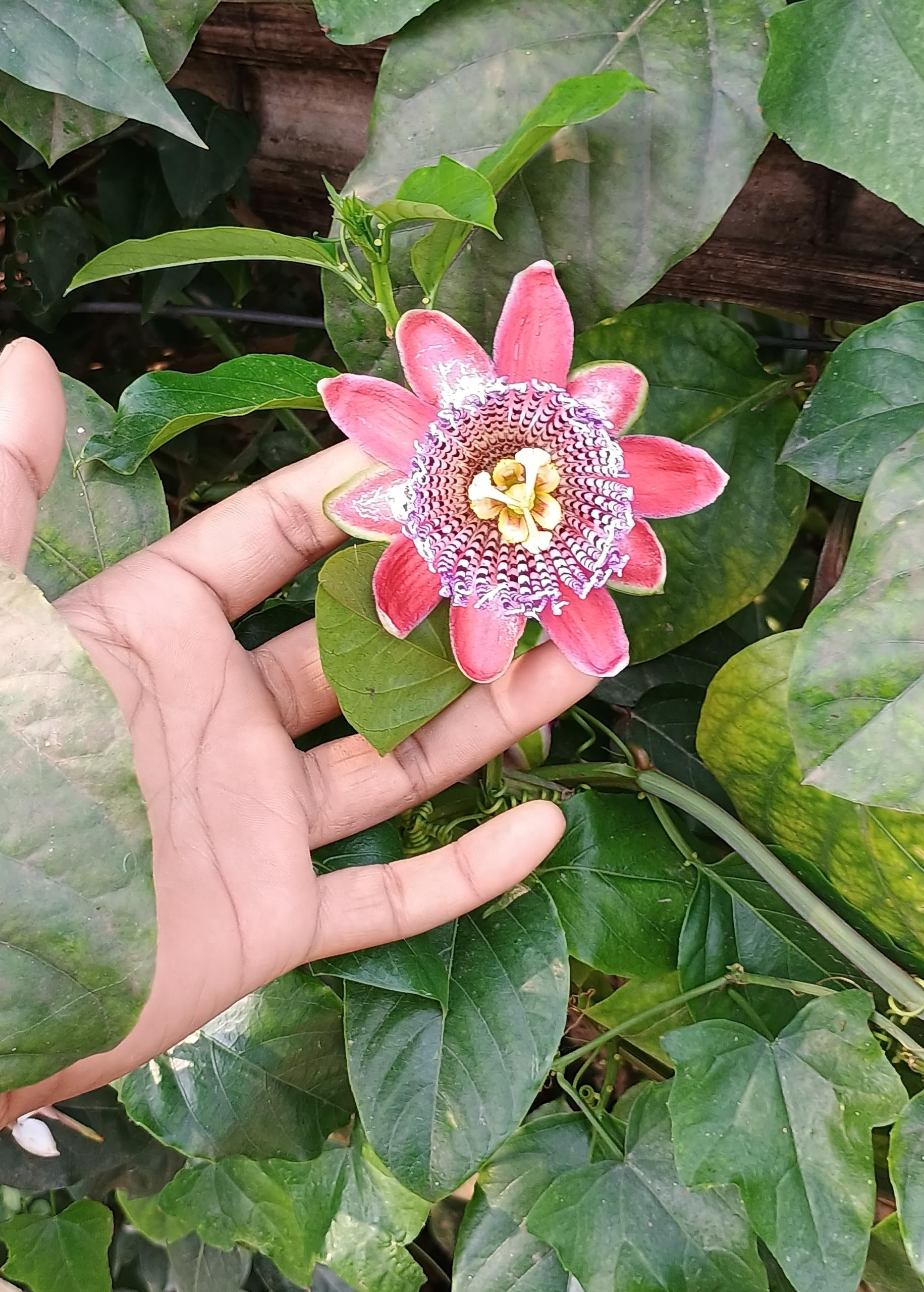 Passiflora Flower Plant Passion Flower Heavy Fragrance Beautiful Flower Plant Pack of 1 (B0CWDX6N4T) Amazon Price History, Amazon Price Tracker