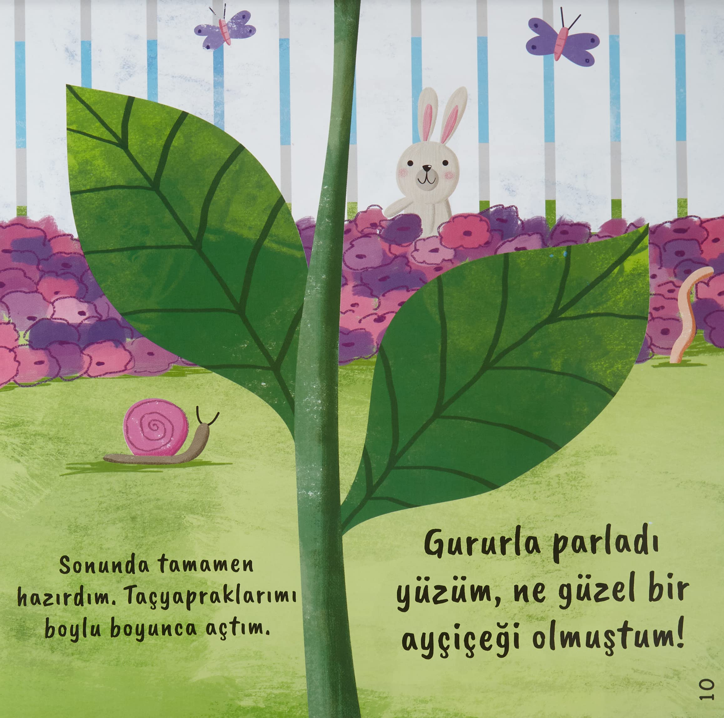 Kücük Aycicegi