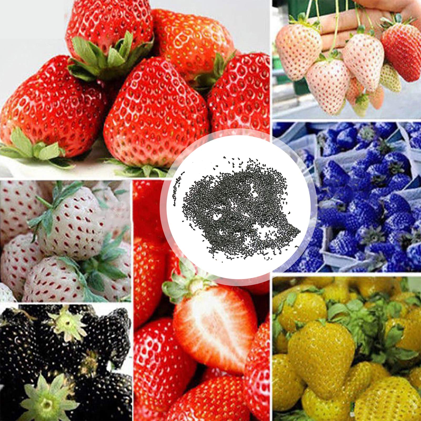 100Pcs/Bag Strawberry Seeds,Succulent Source of Vitamin Georgic Strawberry Seeds for Planting Garden Yard Outdoor 1 Strawberry Seeds