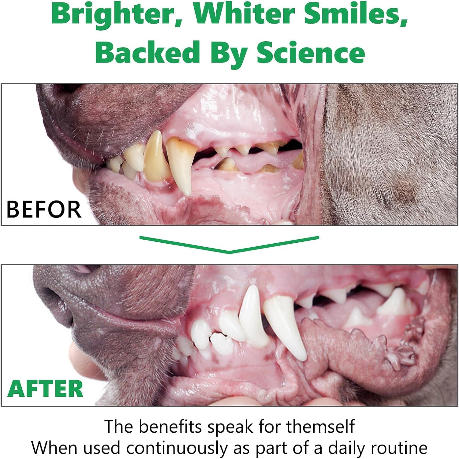 Polvere Denti Cane, Pulizia Denti Cane 300g, Rimuovi Tartaro Denti, Togli Tartaro, Controllo Placca e Tartaro Per Cani e Gatti, Alternativa a Spazzolino Per Cani, Dentifricio in polvere per cani