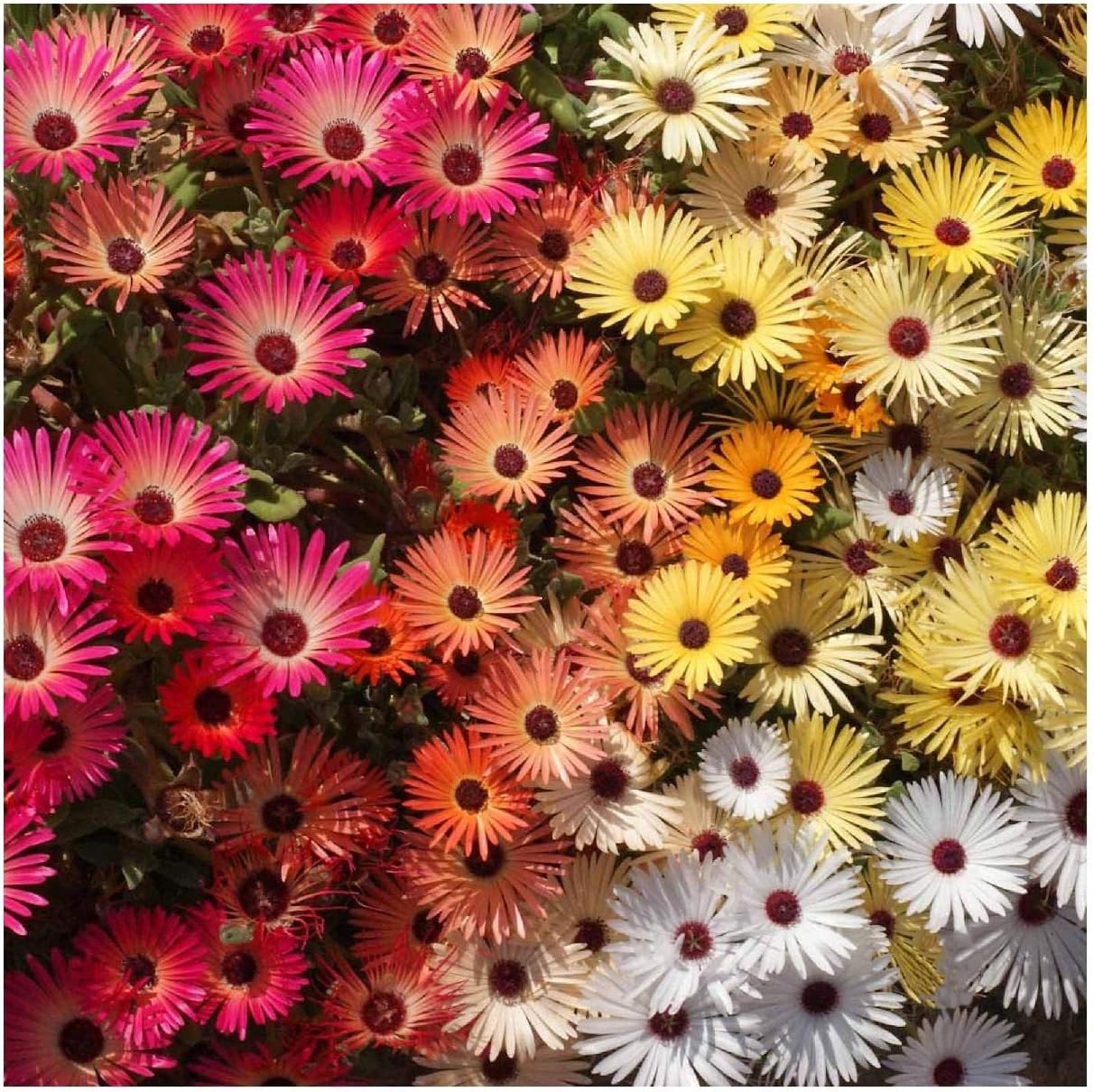 Everwilde Farms - 1 Lb Livingston Daisy Ice Plant Wildflower Seeds - Gold Vault