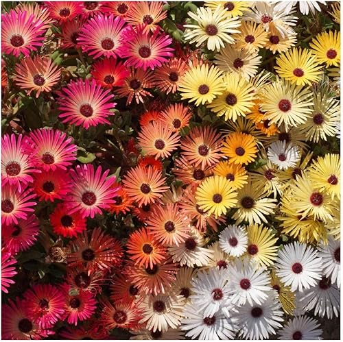 Miniatura 3 de Everwilde Farms - 2000 semillas de flores silvestres Livingston Daisy Ice Plant - Paquete de semillas jumbo Gold Vault