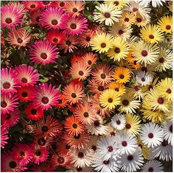 1/4 Lb Livingston Daisy Ice Plant Wildflower Seeds - Gold Vault