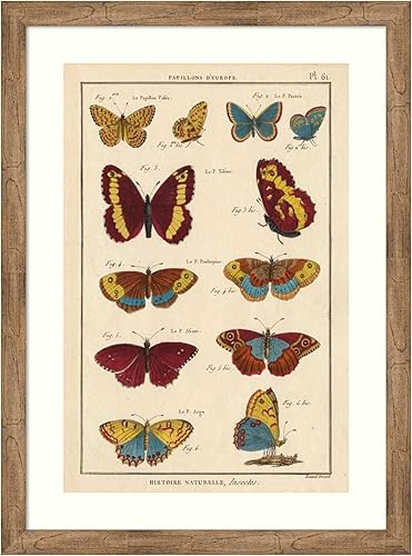 Amanti Art Framed Wall Art Print 44x32 Histoire Naturelle Butterflies IV, Animals Wall Art, Vintage Decor, X-Large Poster Painting Artwork for