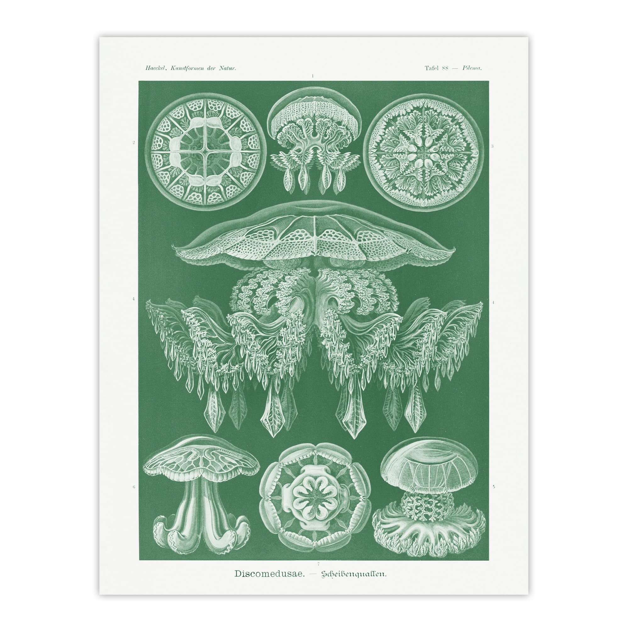 Artery8 Discomedusae Jellyfish Haeckel Botanical Wall Art Print Poster Green W12" x H16"