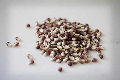 Miniatura 3 de Amish Country Popcorn  Bolsa de 50 libras  Granos de palomitas de maíz morados  Anticuados, sin OMG y sin gluten (morado, bolsa de 50 libras)