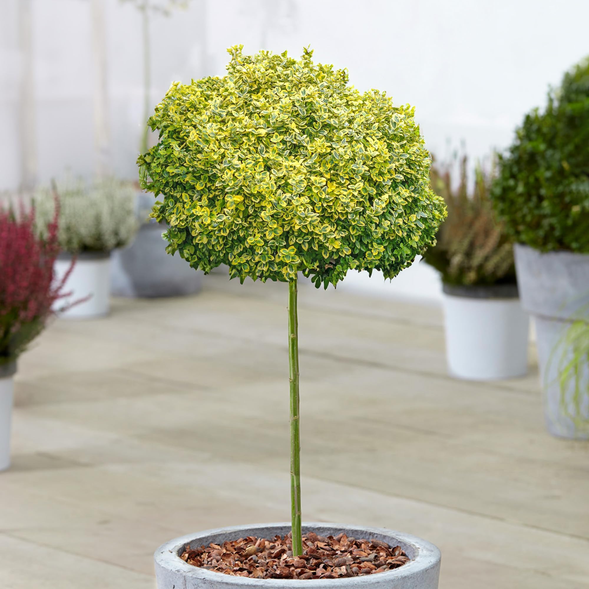 Euonymus Emerald n Gold - Fortune's Spindle Tree - Potted Ornamental Patio Trees - Ideal for Small Gardens, Patios and Pathways - Evergreen Variegated Foliage Leaves (70-80cm Incl. Pot)