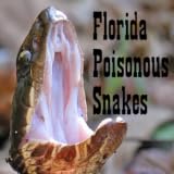 Florida Poisonous Snakes