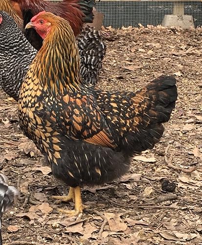 Miniatura 2 de Huevos para incubar de pollo criados en orgánicos (12 huevos)