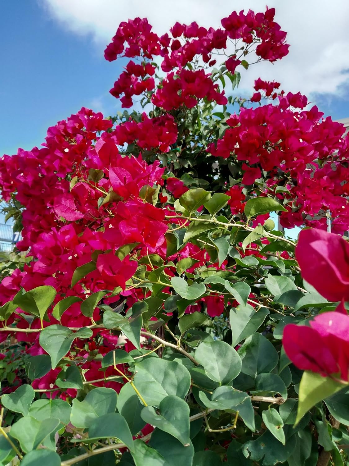 Mediterranean red Bougainvillea Blooming 10 inch Starter Plant Fully Rooted.