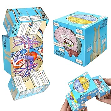 Human Anatomical Poster Set Anatomy Study Cube Medical Student Learning Tool Anatomy Chart Set, Anatomy Heart, Muscular, Skeletal, Digestive, Circulatory etc. Gift Package