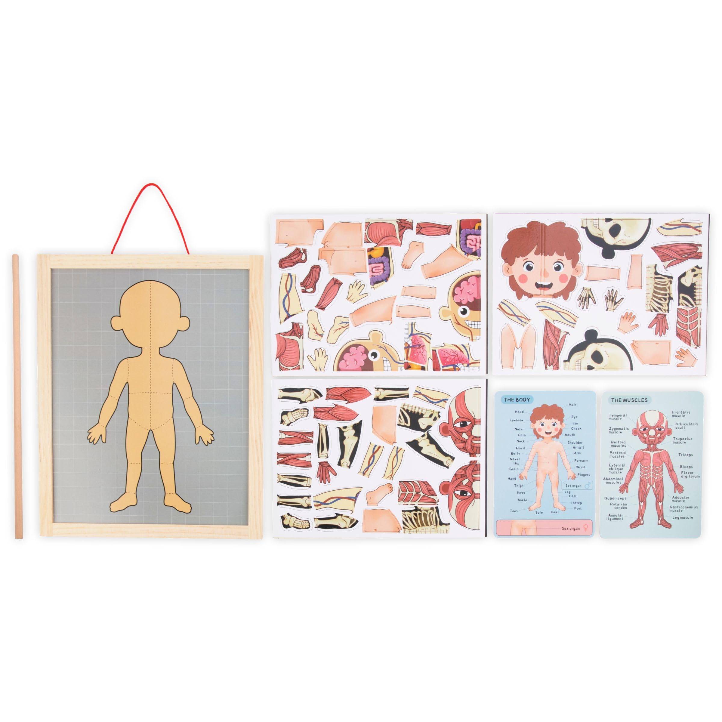 Mamabrum, Puzzle Magnétique - Apprentissage de l'Anatomie - Corps Humain, Grand Tableau Magnétique, 2 Cartes Double Face, 1 Index, Enseigne la Structure du Corps, Puzzle Anatomique pour Enfants