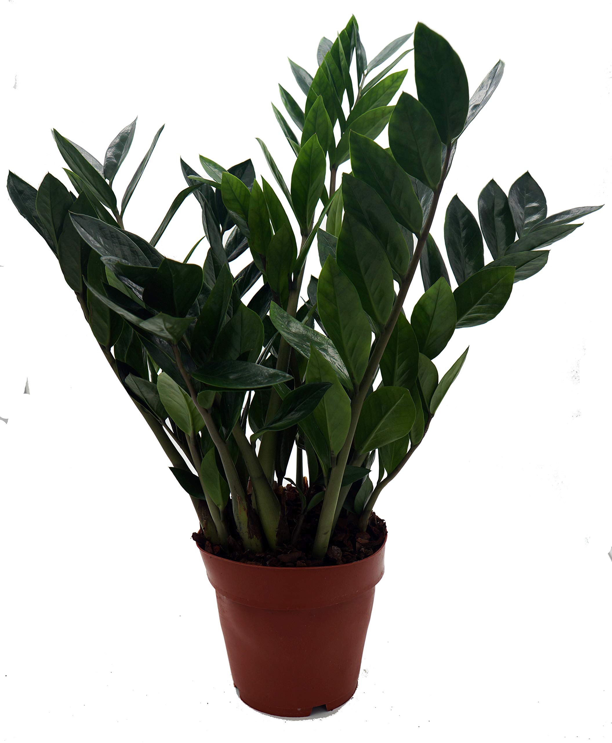 compo bio COMPO BIO Orchideendnger  AquaLifeScape
