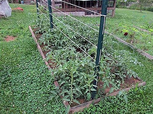 Miniatura 8 de Guita de jardín para atar tomate de 6300 pies