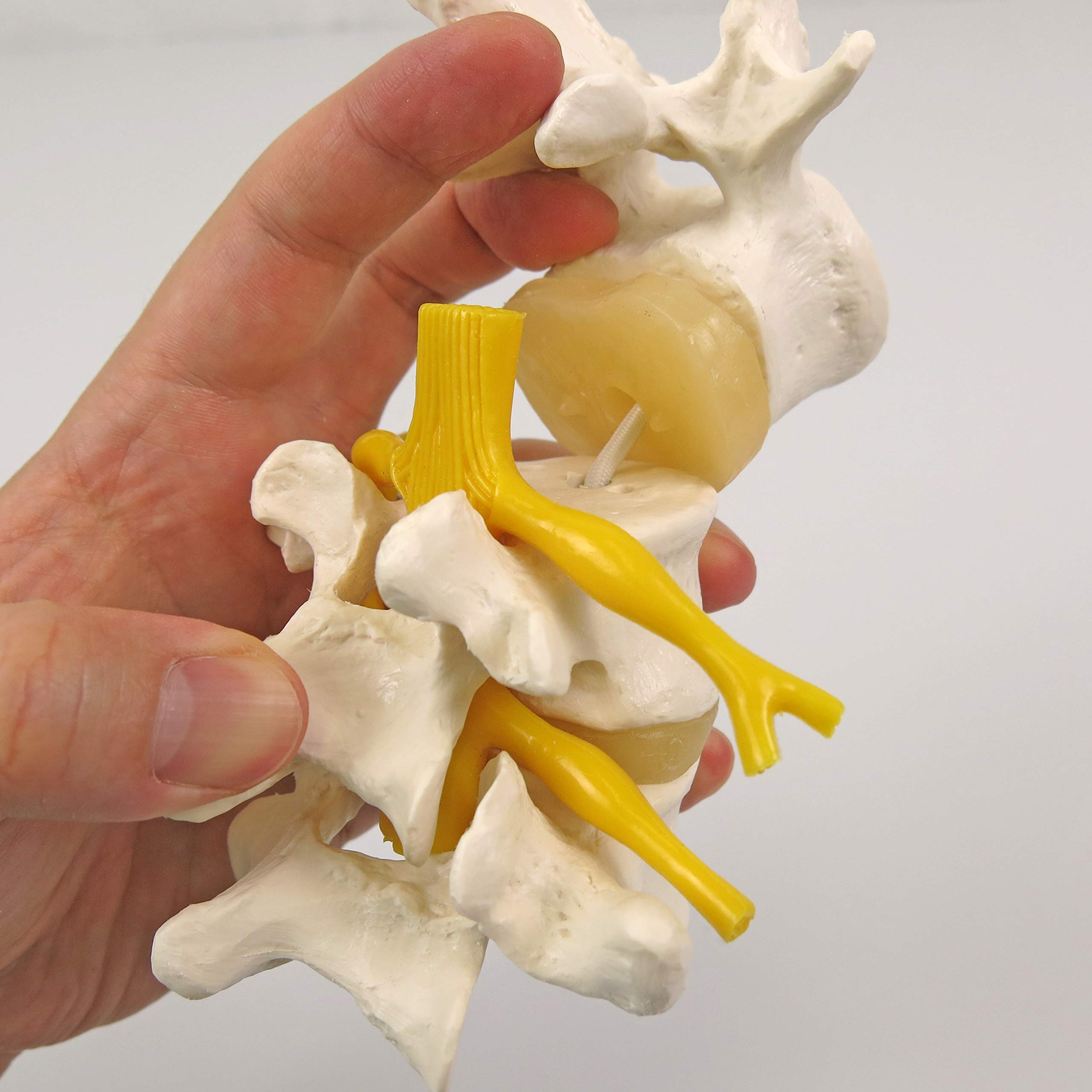 Image secondaire de 3B Scientific® Modèle de 3 Vertèbres Lombaires – Segment Vertébral Taille Réelle avec Disques Intervertébraux, Montage Flexible