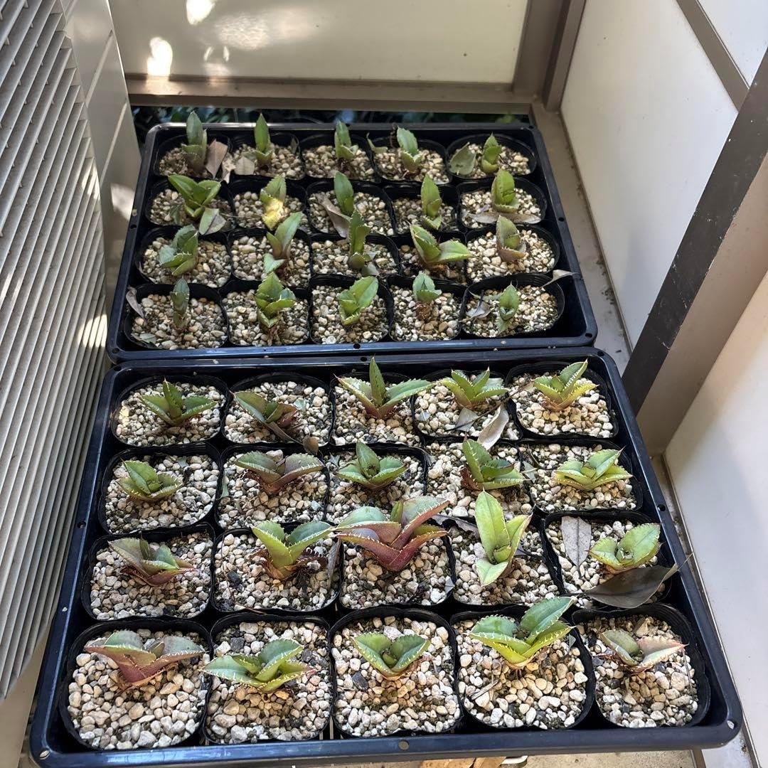 りん☆様 専用 れん様用 りん様 りんさま専用 ZX DAMPER 詳細情報