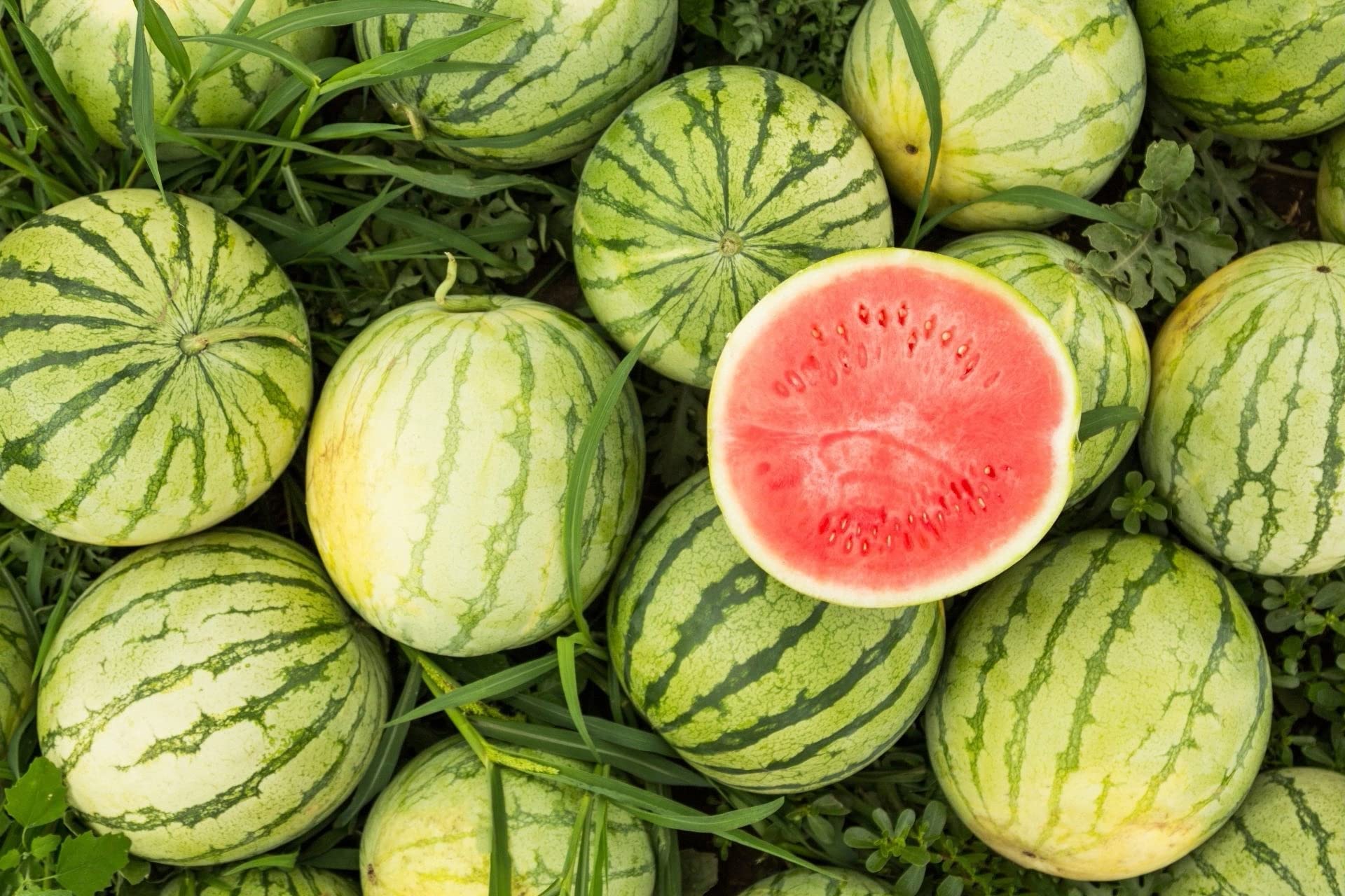 Water melon 2oz ✩BREEDING & GROWTH 8oz Amazon.com : Organic Watermelon Seeds (Crimson Sweet