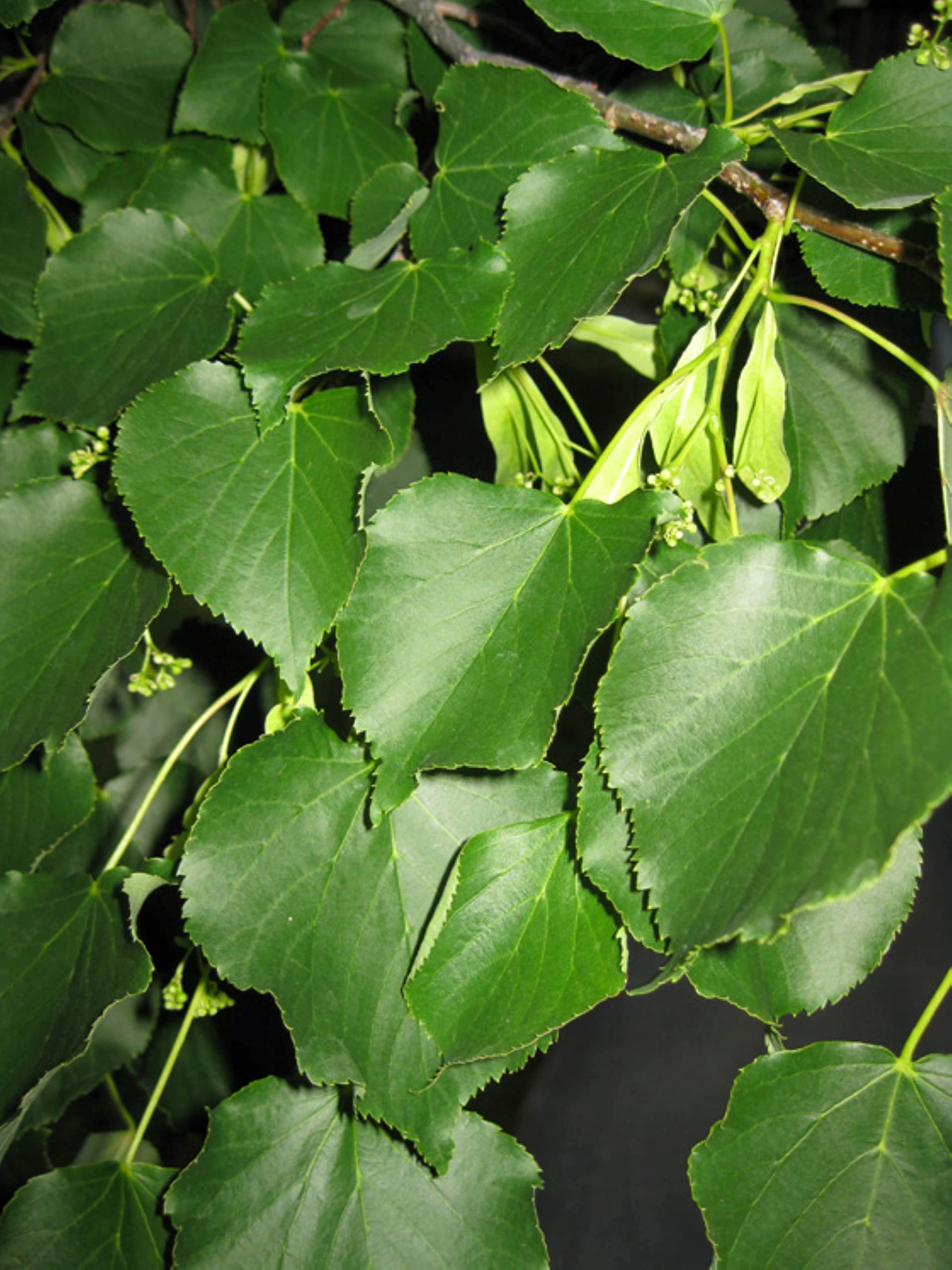 Tilia Cordata, 2 Year Old Little Leaf Linden 2-3 ft Tall