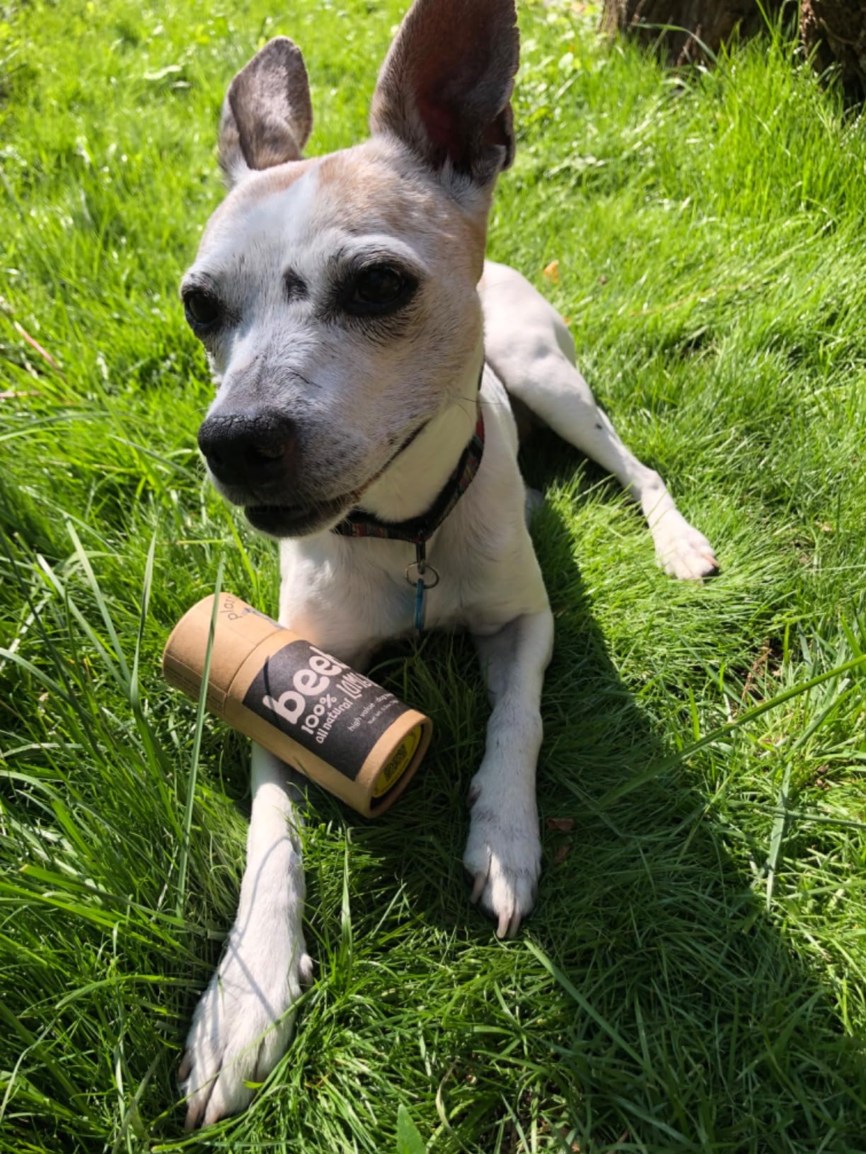 Dog gone wild over Beeb’s