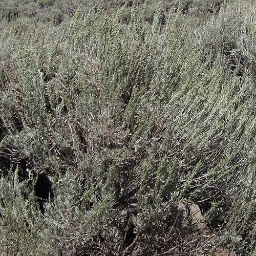 Miniatura 2 de Palm Beach Medicinal Herbs - Artemisia tridentata vaseyana) - Paquete de 40 Semillas