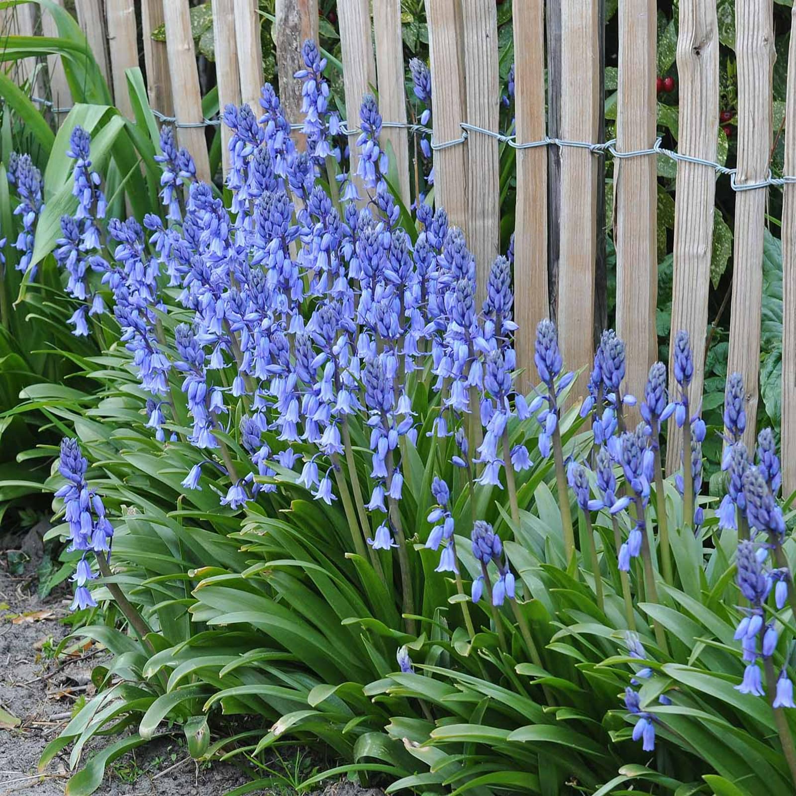 Carbeth Plants - 50 x Spanish Bluebell Spring Bulbs Hyacinthoides hispanica