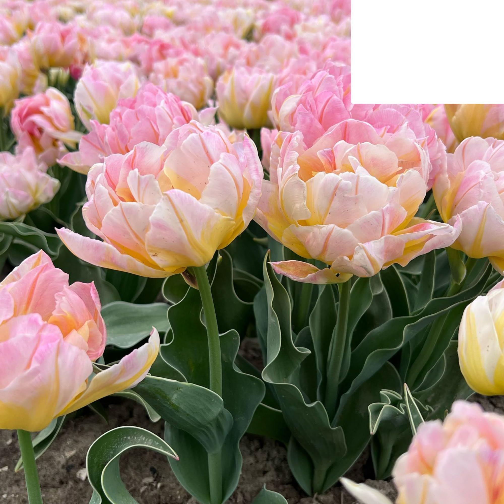 Bulbos de tulipán 'Password' | 20 Piezas | Tulipán rosa de doble flor - 30-50cm - Ø5cm - bulbo de flor - Planta de jardín
