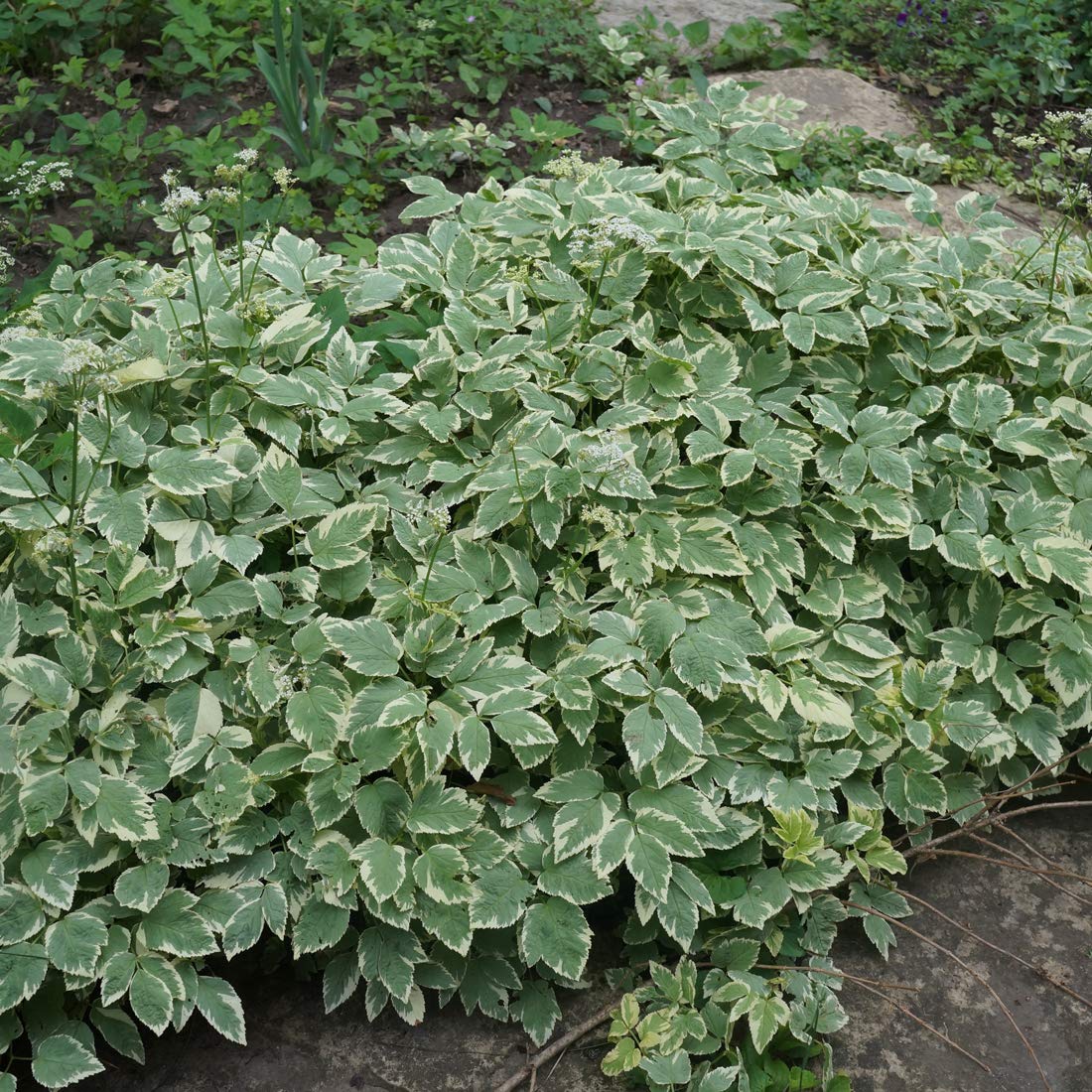 6 x Wei bunter Giersch - Aegopodium Podagraria 'Variegatum' Topf 9x9cm:  Bunter Bodendecker. : Amazon.de: Garten