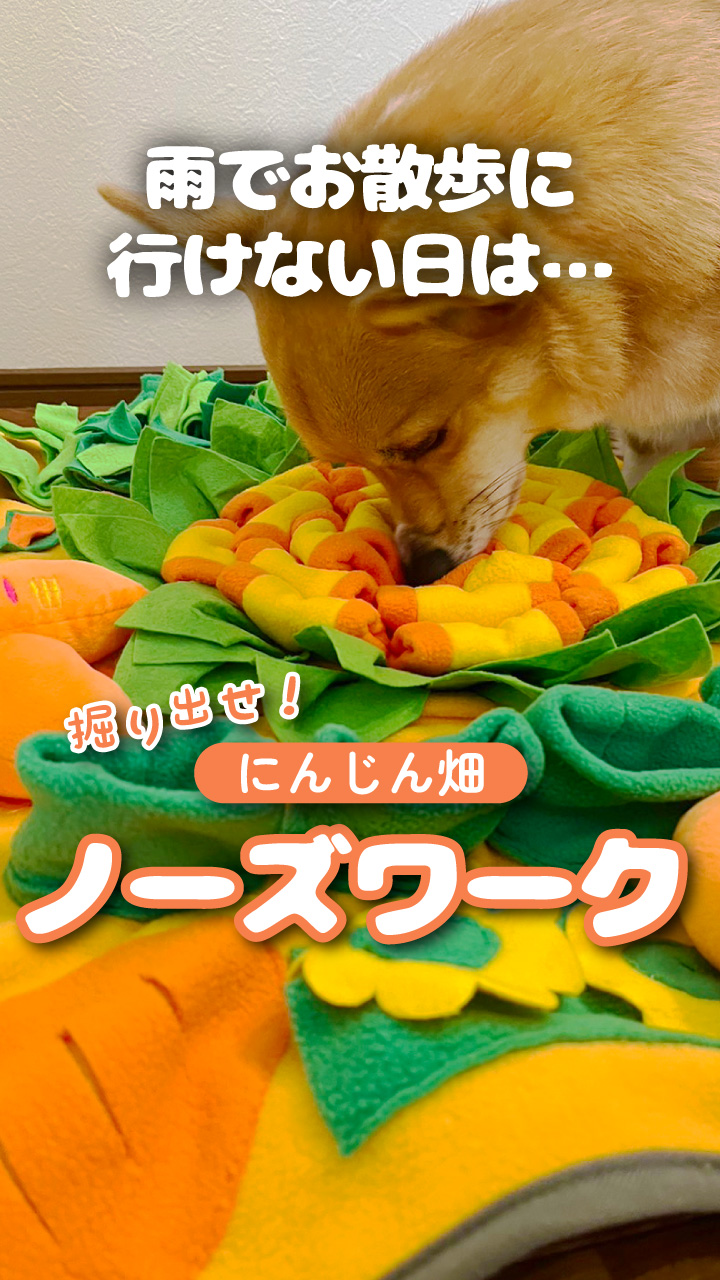 Amazon | 犬 ノーズワーク マット にんじん畑 にんじん おもちゃ 知育