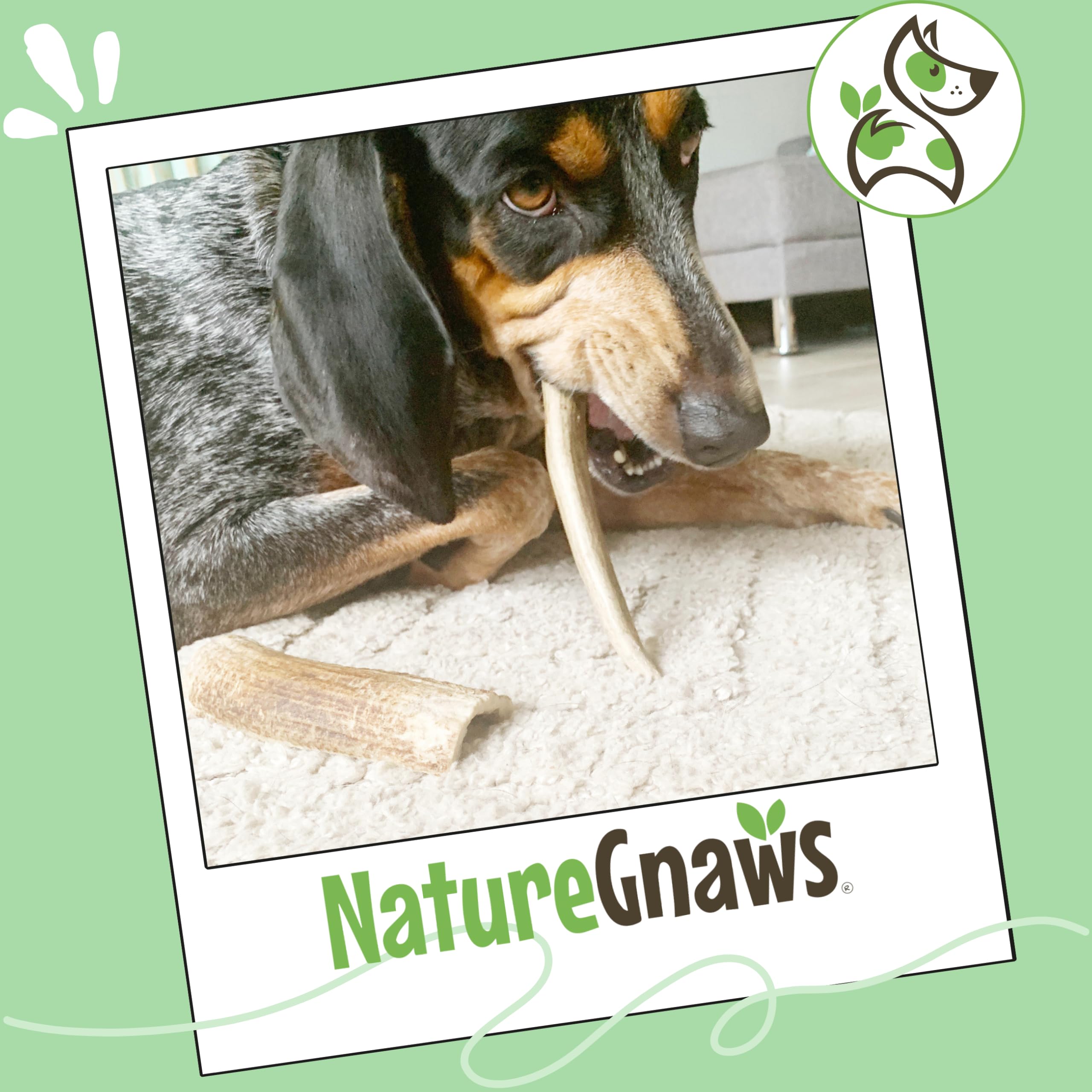 Nature Gnaws USA Elch-Geweih – 100% natürlich Kauen für Hunde, Elk Antler (1 Pack)