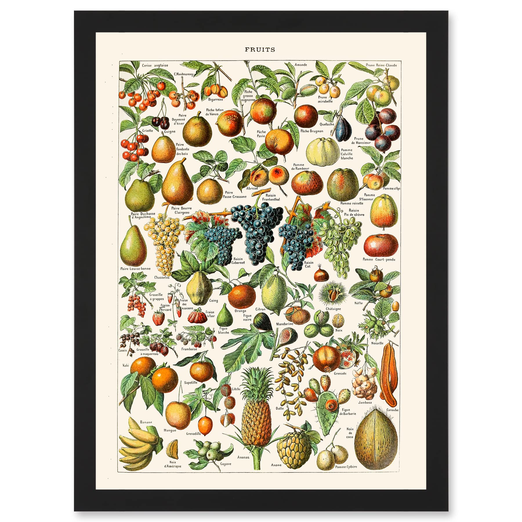 Artery8 Millot Encyclopedia vintage Fruit Grape Pineapple Nature Artwork Framed Wall Art Print A4