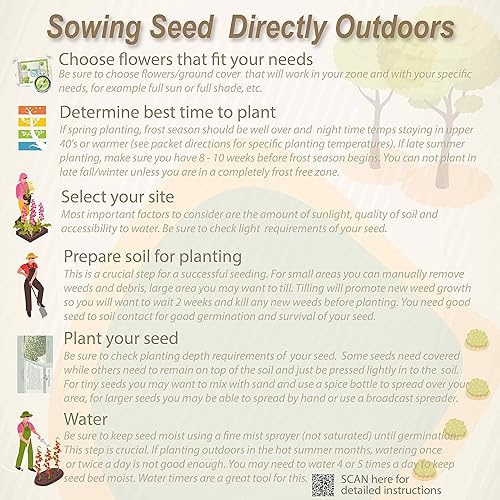 Miniatura 9 de Outsidepride 1000 semillas de la hierba ornamental anual tembladera (Briza maxima Quaking Grass para sembrar