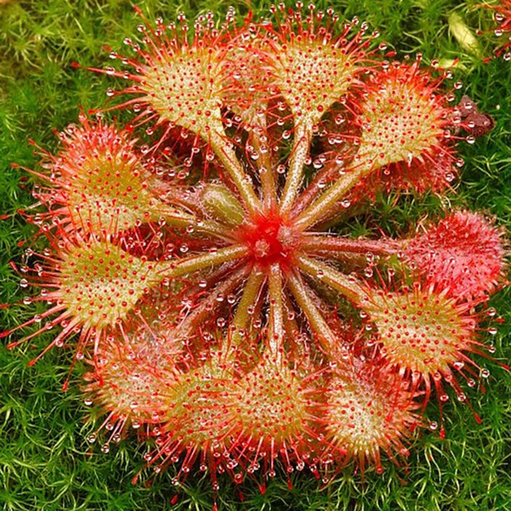 100 Piezas Drosera Lovellae Drosera Planta Carnívora Fácil De Cultivar Jardín Bonsai Decoración 2#
