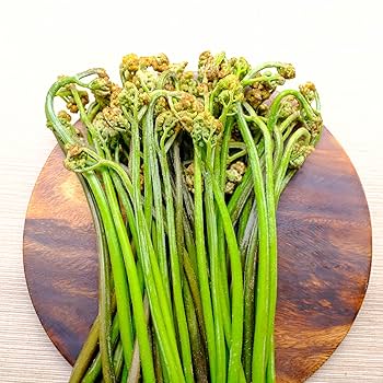 天然　山菜　極太　わらび〜2キロ⑩ 山形県産 山菜 天然わらび 蕨 生ワラビ 生わらび 2kg 送料無料