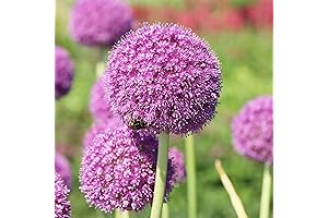 YEGAOL Garden 200Pcs Allium Bulbs for Spring Planting 2024